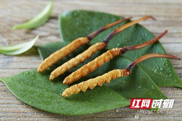 云南虫草种植技术视频