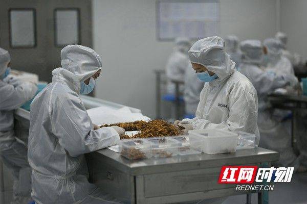 云南虫草种植技术视频