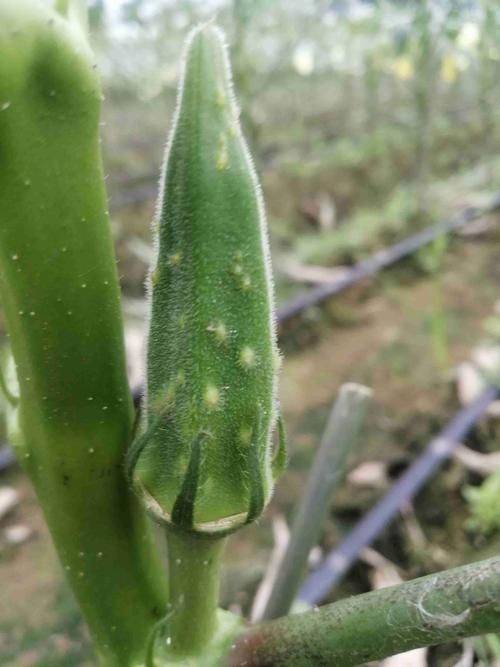 黄秋葵的种植方法及管理技能