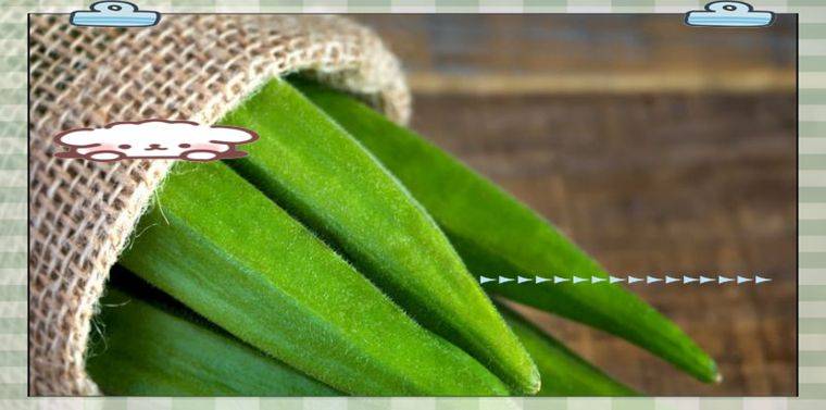 黄秋葵的种植方法及管理技能