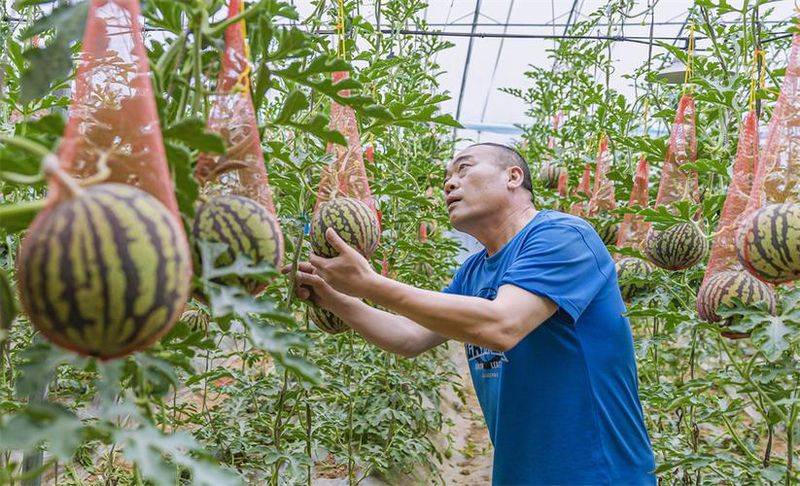 大棚瓜种植技术