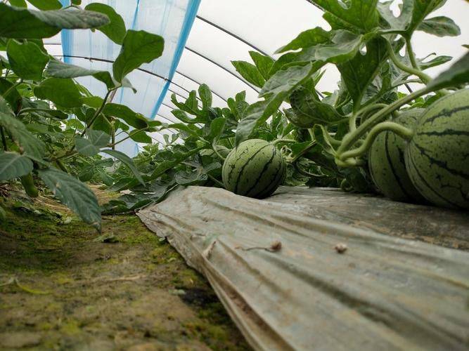 大棚瓜种植技术