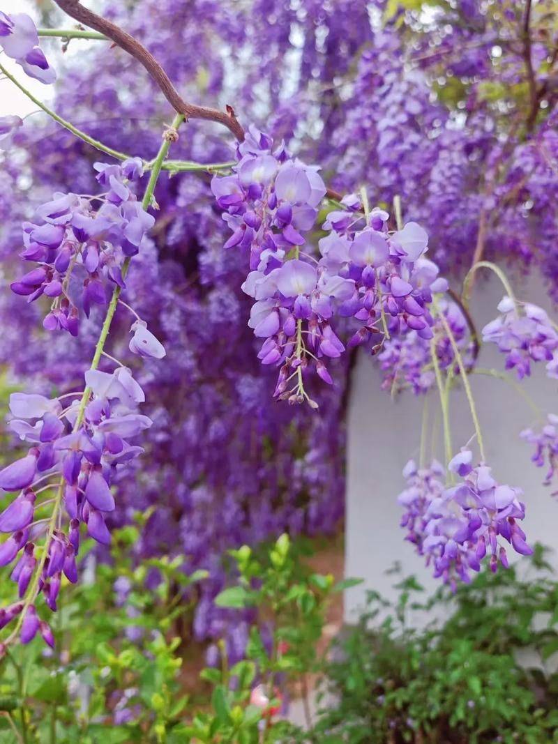 紫藤种植方法