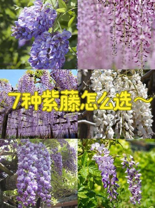紫藤种植方法