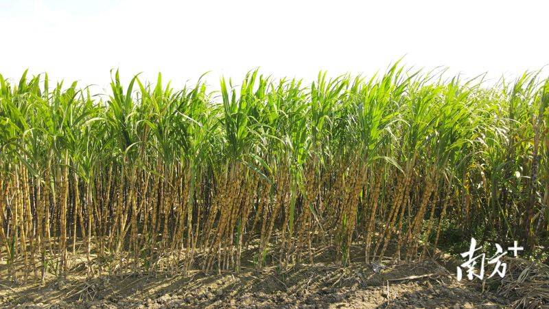 果蔗种植技术