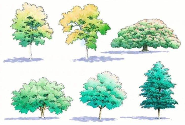 2024年种植什么树前景最好