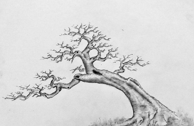 种植什么果树前景好