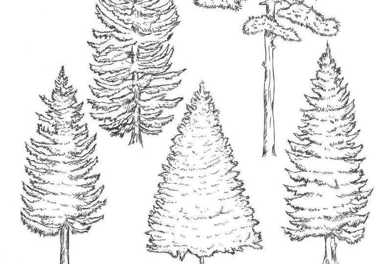 种植什么果树前景好