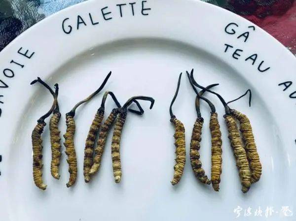 云南虫草种植技术视频