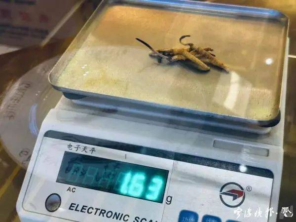 云南虫草种植技术视频