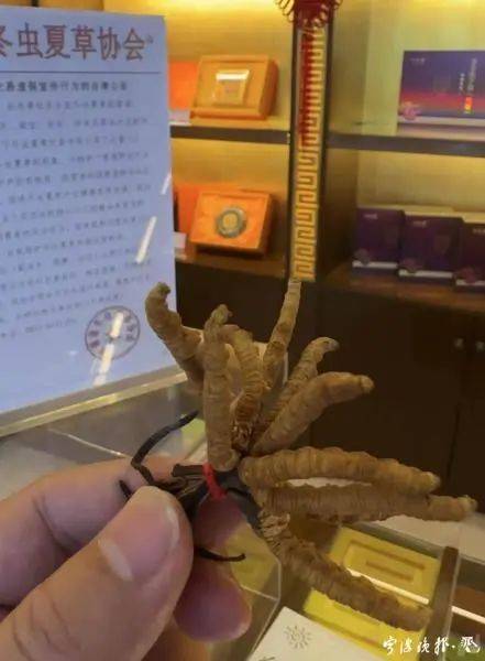 云南虫草种植技术视频