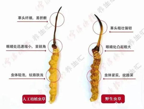 云南虫草种植技术视频