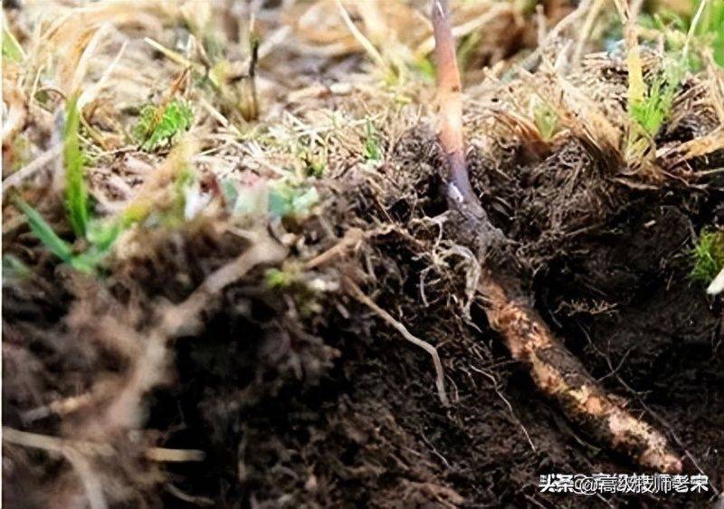 云南虫草种植技术视频