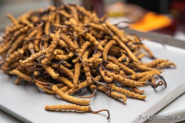 云南虫草种植技术视频