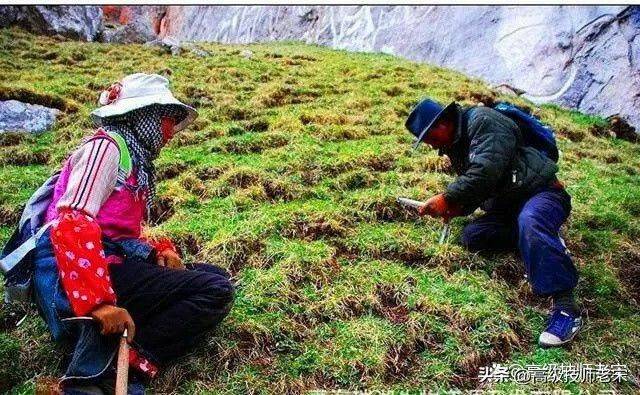 云南虫草种植技术视频