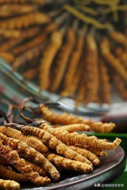 云南虫草种植技术视频