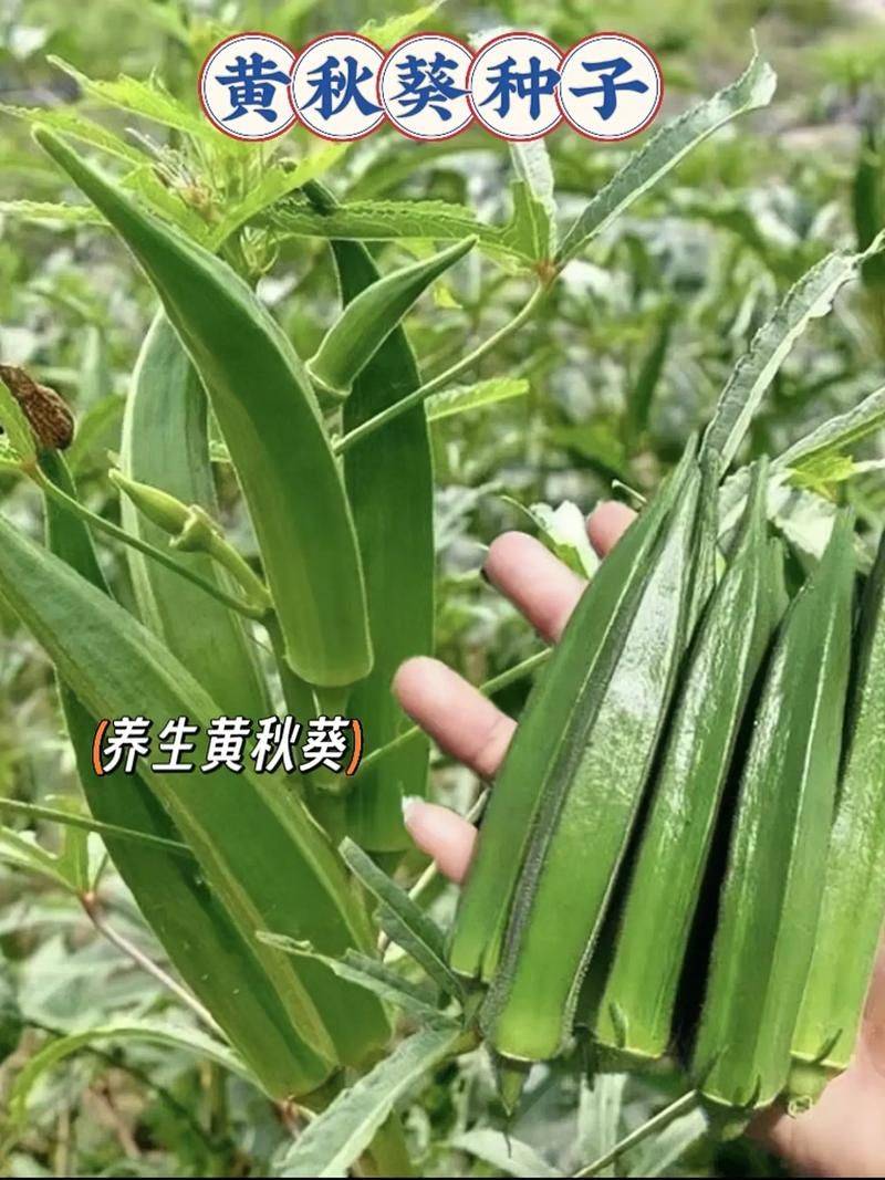 黄秋葵的种植方法及管理技能