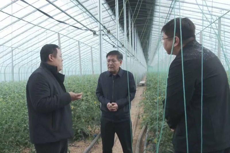 农村蔬菜大棚种植技术