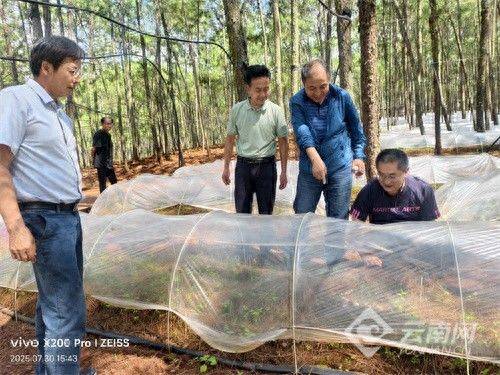 特派团科技赋能！丽江永胜“小菌菇”长成“大产业”