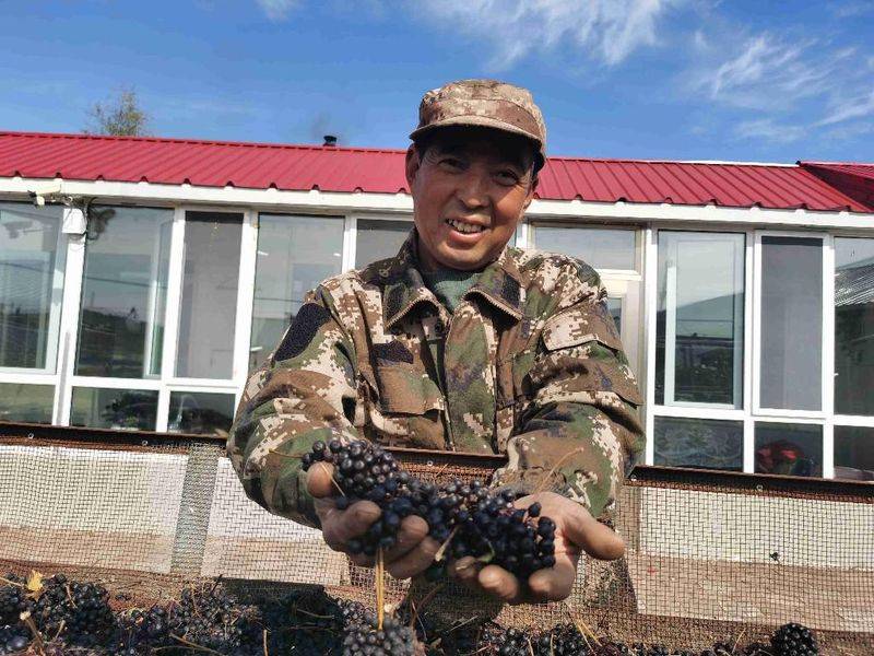 金盾出版社刺五加种植技术图书