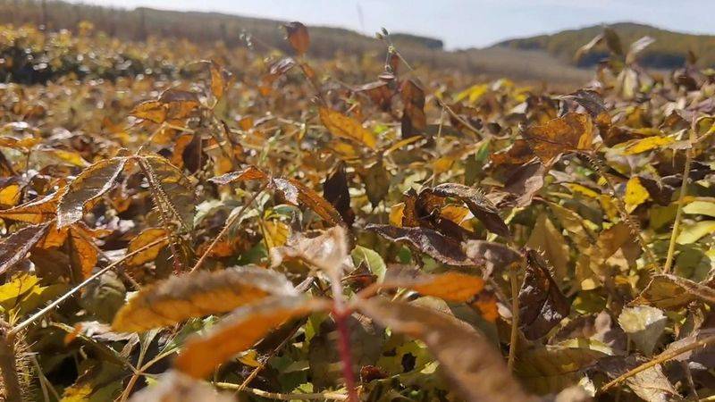 金盾出版社刺五加种植技术图书