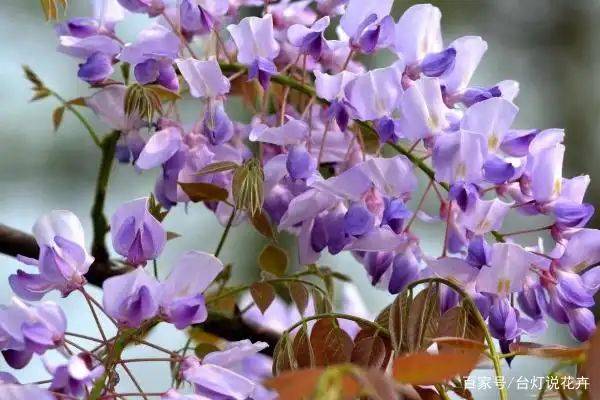 紫藤种植方法