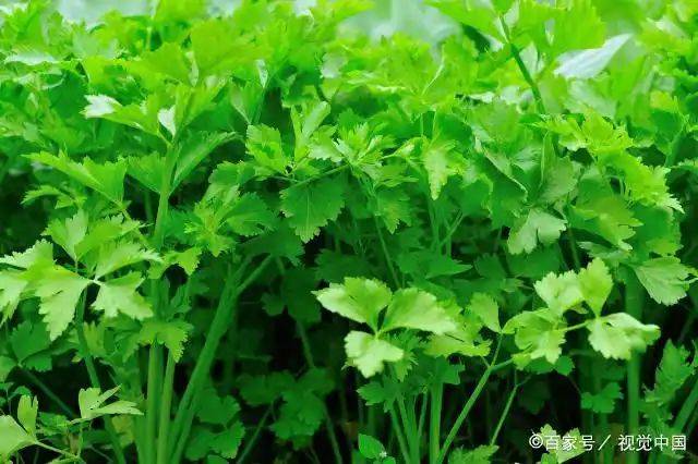 大棚香菜种植方法视频