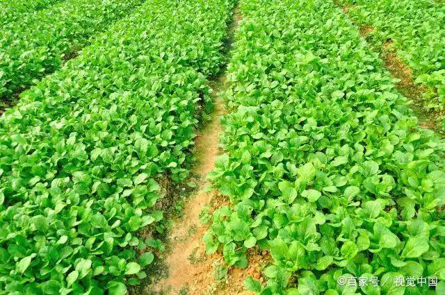 大棚香菜种植方法视频