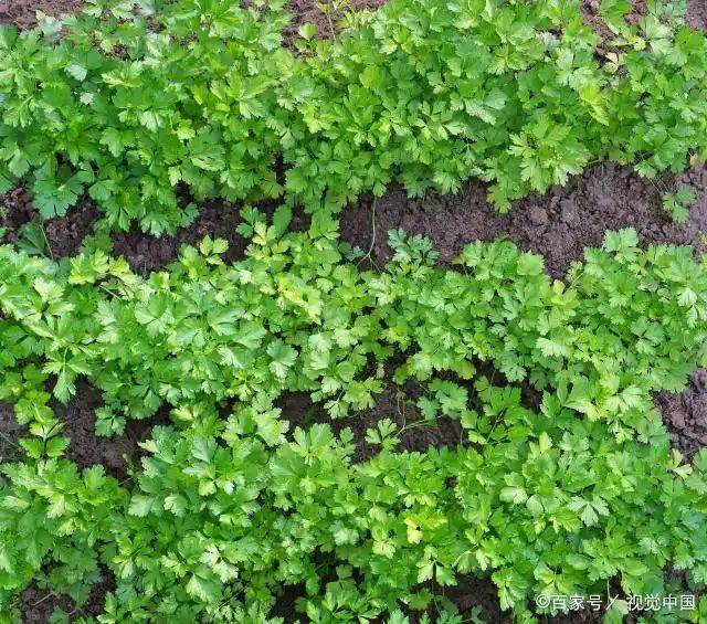 大棚香菜种植方法视频