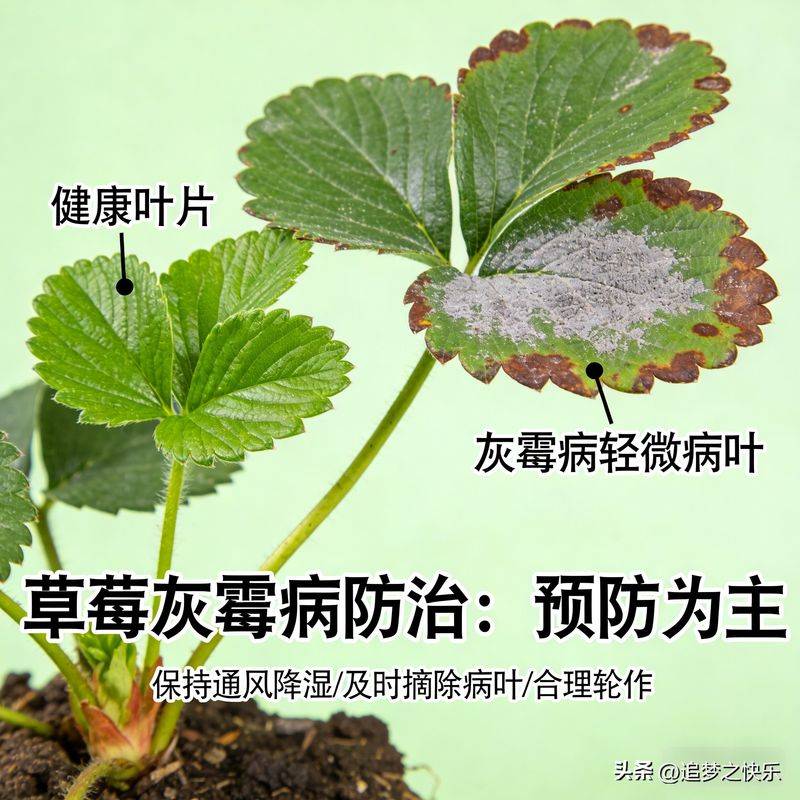 大棚草莓的种植技术