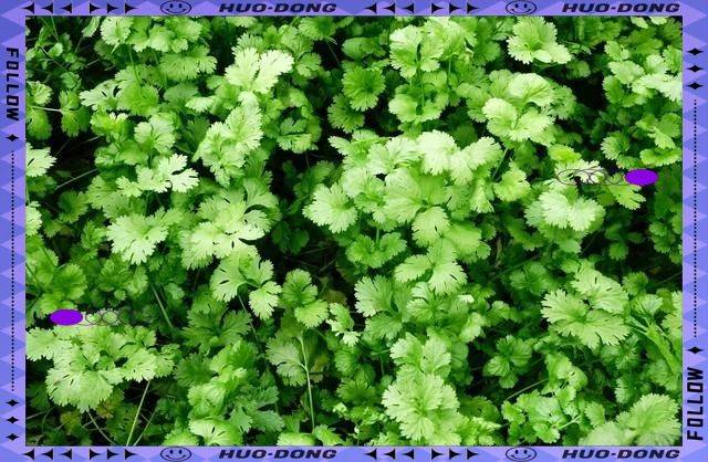 大棚香菜种植方法视频