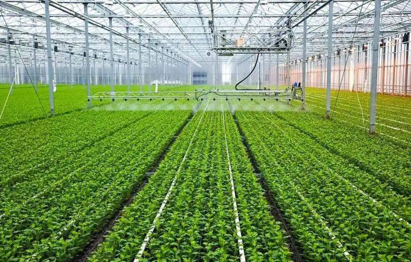 大棚香菜种植方法视频