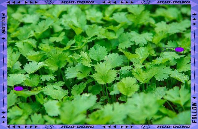 大棚香菜种植方法视频