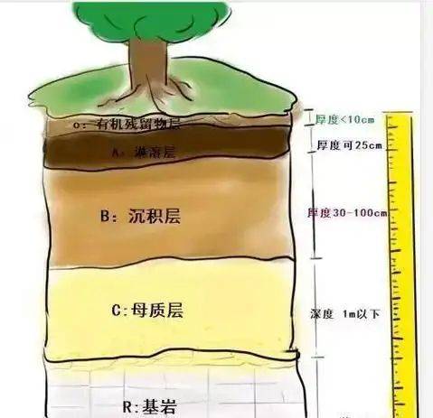 大棚香菜种植方法视频