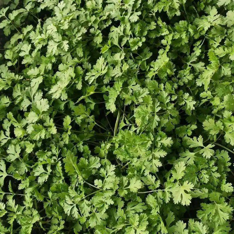 大棚香菜种植方法视频