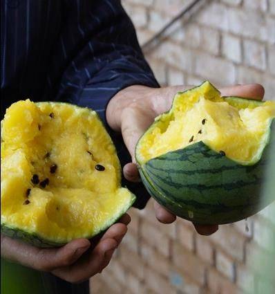 Watermelon planting techniques
