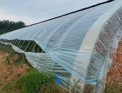 Watermelon planting techniques