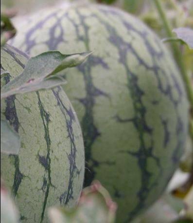 Watermelon planting techniques