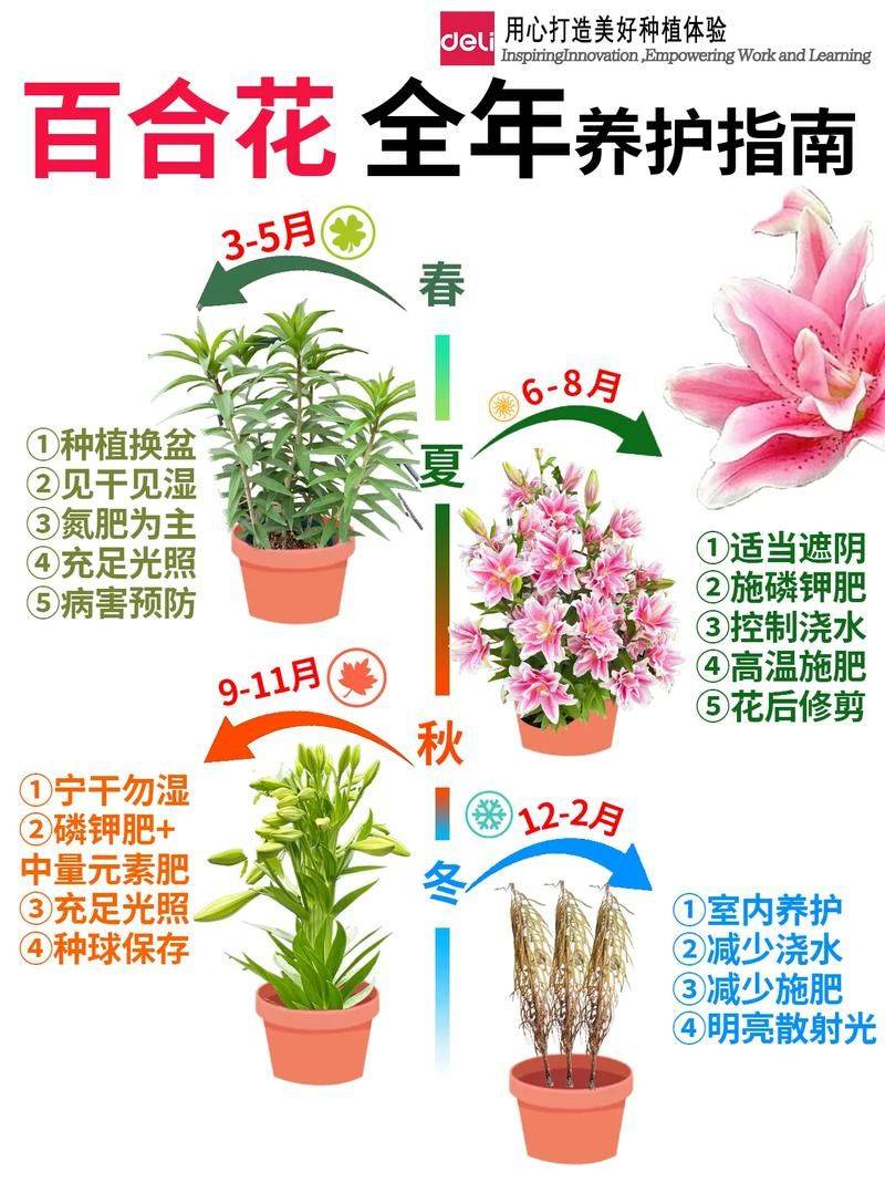 盆栽百合花种植方法