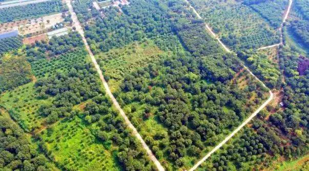 元宝枫种籽种植技术