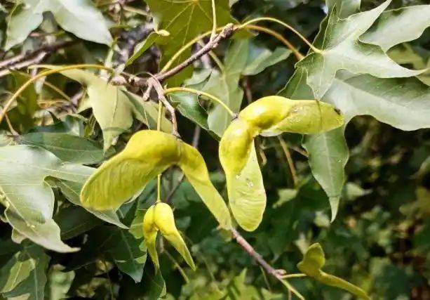 元宝枫种籽种植技术