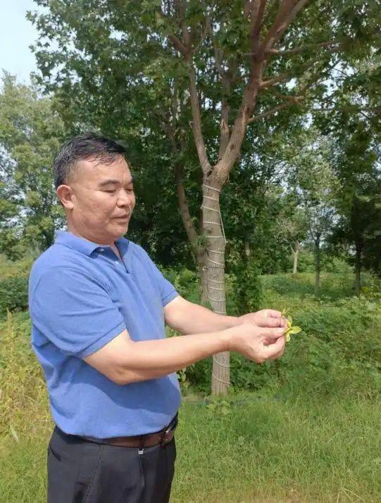 元宝枫种籽种植技术