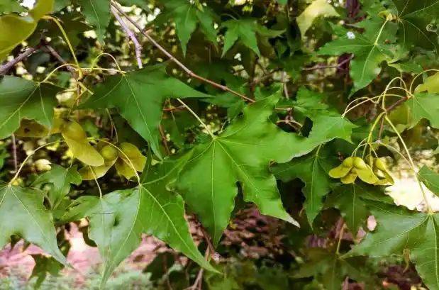 元宝枫种籽种植技术