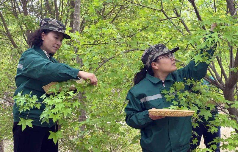 元宝枫种籽种植技术