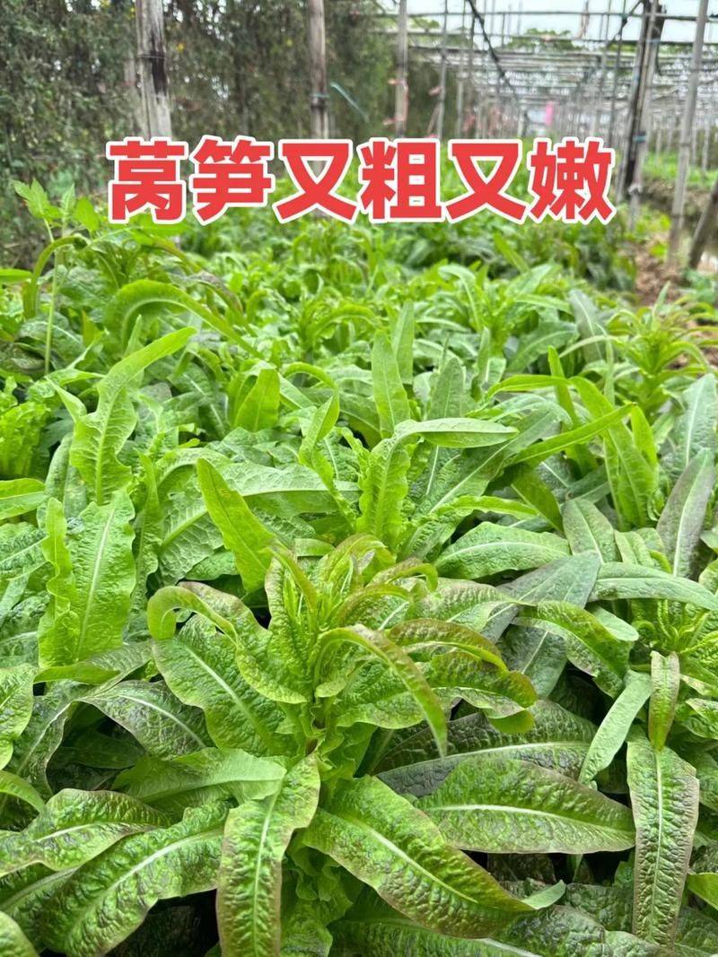 Plantation techniques