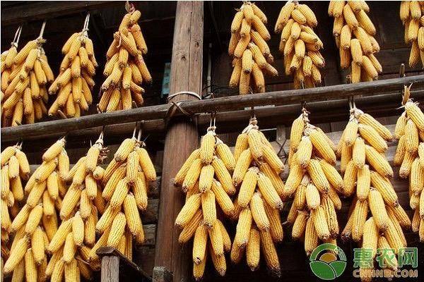 玉米多少钱一斤