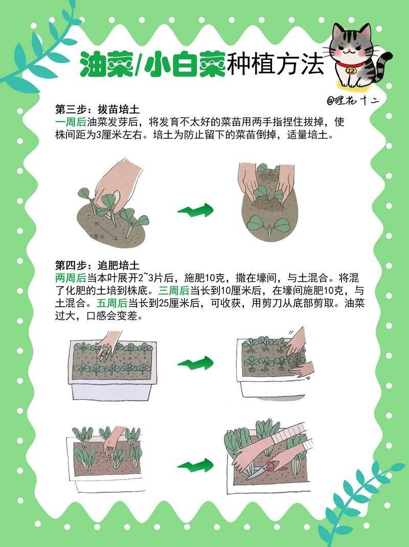 蔬菜种植技术大全