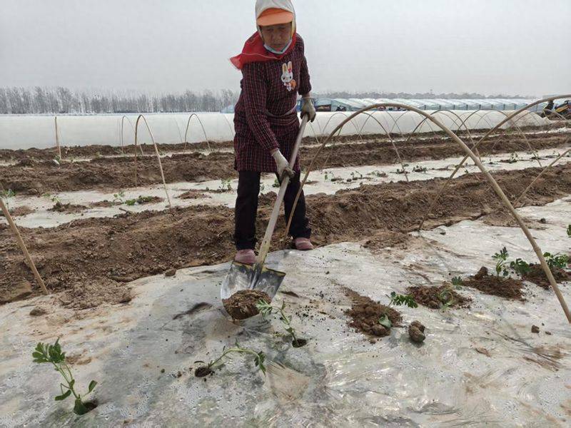 Watermelon planting techniques