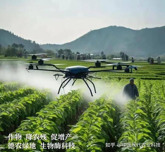 无架豇豆种植技术