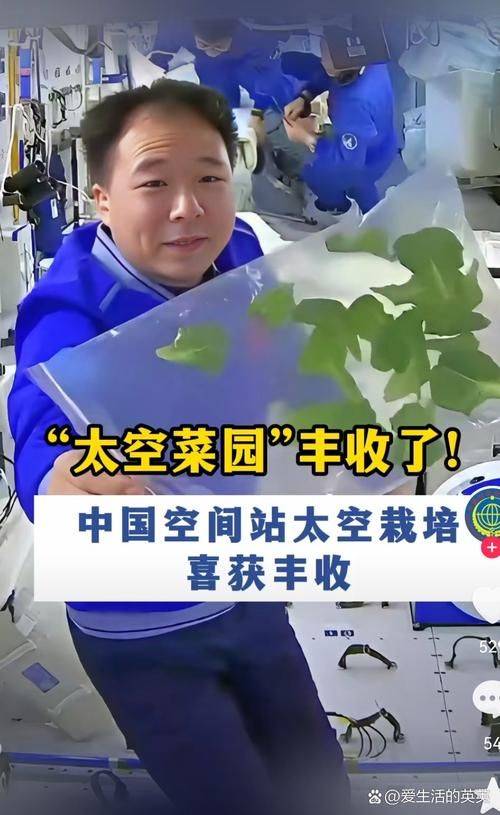 无架豇豆种植技术